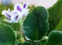 African Violet Flower