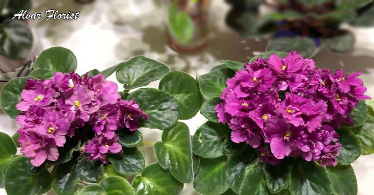 African Violets