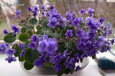 Pots for Violets