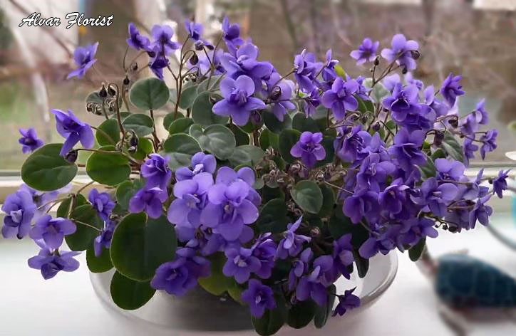 Pots for Violets