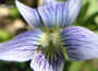 Violets Flower