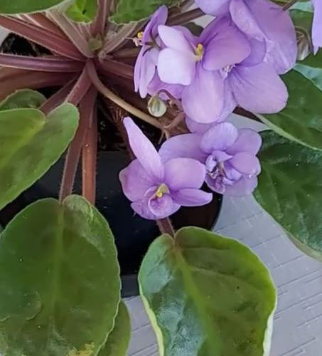 Violets Flower History