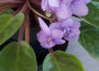 Violets Flower History