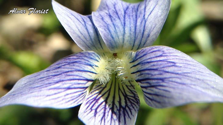 Violets Flower