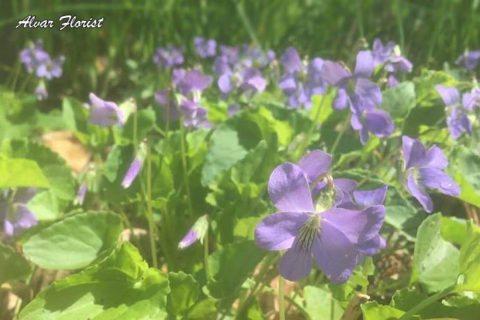 Wild Violets