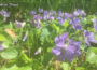 Wild Violets
