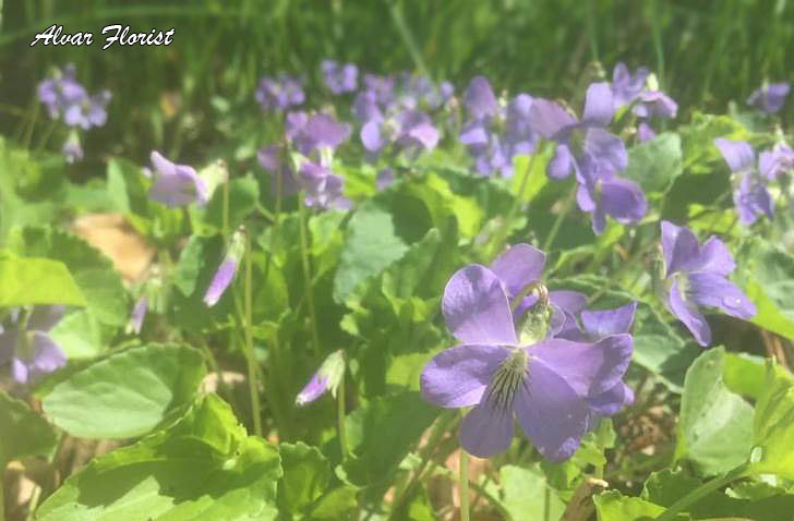 Wild Violets