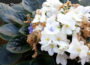 African Violets