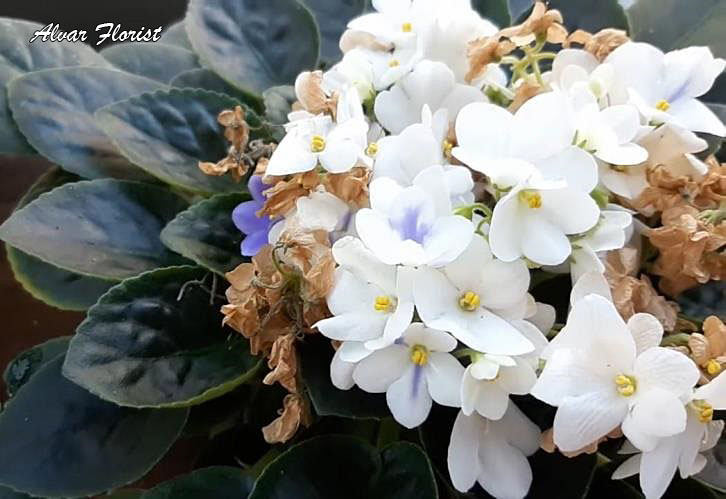 African Violets